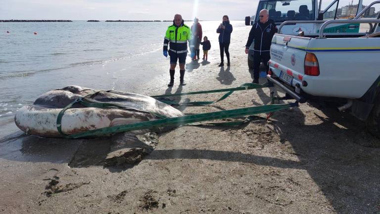 Cesenatico, rimossa la carcassa del pesce luna spiaggiato Cesenatico, rimossa la carcassa del pesce luna spiaggiato