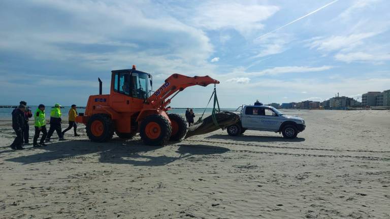 Cesenatico, rimossa la carcassa del pesce luna spiaggiato Cesenatico, rimossa la carcassa del pesce luna spiaggiato