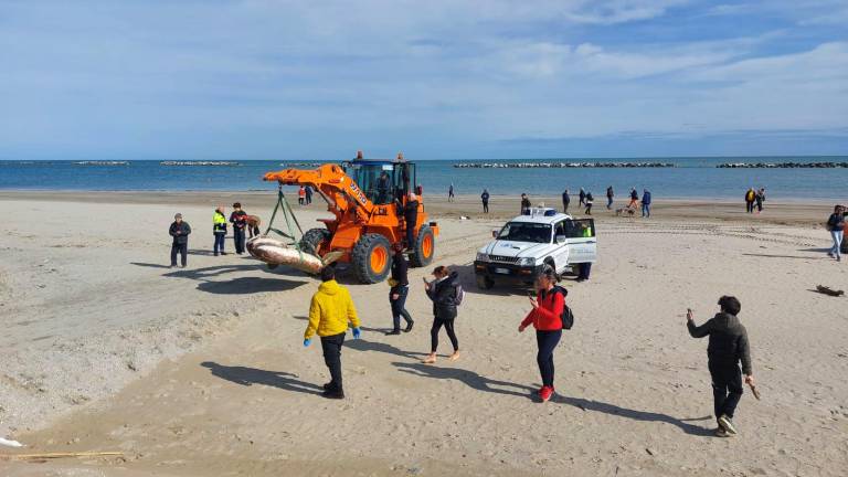 Cesenatico, rimossa la carcassa del pesce luna spiaggiato Cesenatico, rimossa la carcassa del pesce luna spiaggiato