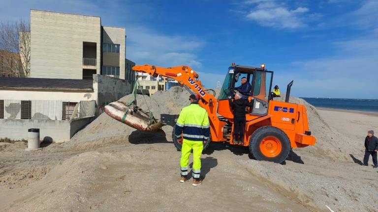 Cesenatico, rimossa la carcassa del pesce luna spiaggiato Cesenatico, rimossa la carcassa del pesce luna spiaggiato