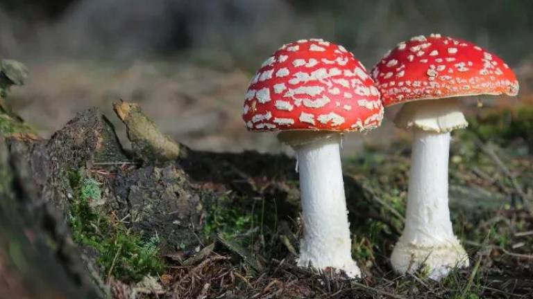 Funghi velenosi trovati nei giardini di Ravenna. Il Comune: “Non mangiateli” Funghi velenosi trovati nei giardini di Ravenna. Il Comune: “Non mangiateli”