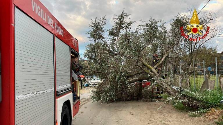 Maltempo a Cesenatico, crolla un albero su un bungalow del Camping, danni anche a Gatteo e San Mauro Pascoli Maltempo a Cesenatico, crolla un albero su un bungalow del Camping, danni anche a Gatteo e San Mauro Pascoli