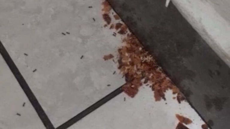 Formiche alla conquista dell'ospedale Bufalini di Cesena Formiche alla conquista dell'ospedale Bufalini di Cesena