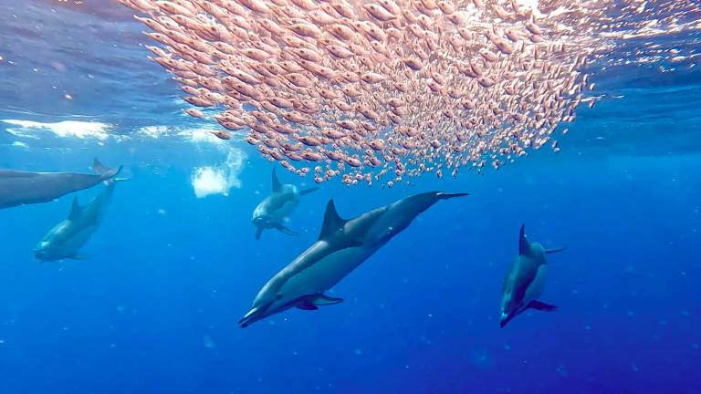 Da Rimini alle Canarie, la biologa nel paradiso dei cetacei. «Ogni anno con noi seimila persone» GALLERY