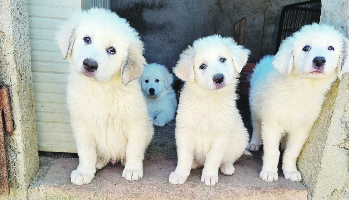 Rimini, nastro adesivo sul muso a sei cuccioli e un cagnolino muore: due indagati Rimini, nastro adesivo sul muso a sei cuccioli e un cagnolino muore: due indagati
