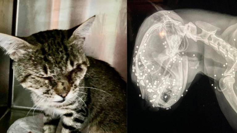 Brisighella, spara al muso a un gatto: l’Enpa sporge denuncia contro ignoti Brisighella, spara al muso a un gatto: l’Enpa sporge denuncia contro ignoti
