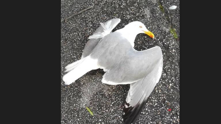 Rimini, Un killer spara ai gabbiani col fucile in centro: la denuncia del Cras Rimini, Un killer spara ai gabbiani col fucile in centro: la denuncia del Cras
