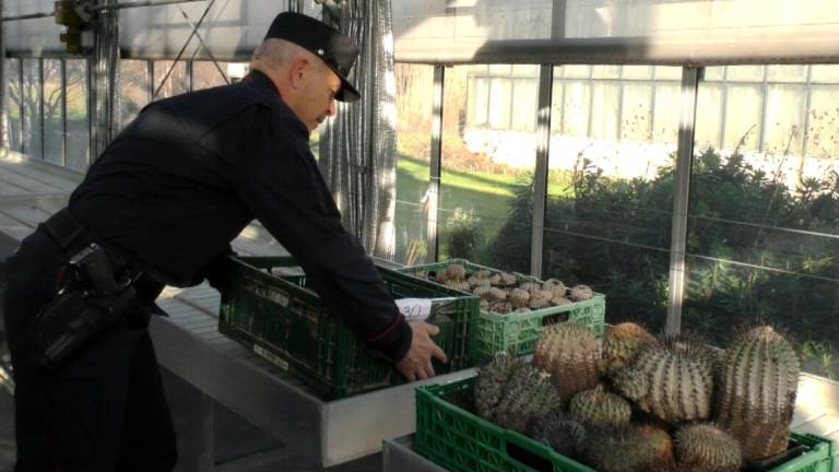 Traffico di piante in via d'estinzione per un milione: denunciato Traffico di piante in via d'estinzione per un milione: denunciato