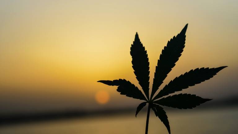 Novafeltria, 21enne denunciato per spaccio di marijuana e hashish Novafeltria, 21enne denunciato per spaccio di marijuana e hashish