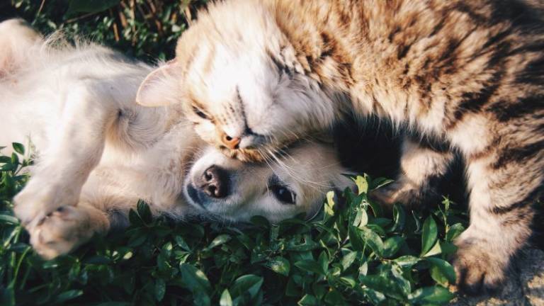 Pensioni, sitter o amici? Se cani e gatti non vanno in vacanza... Pensioni, sitter o amici? Se cani e gatti non vanno in vacanza...