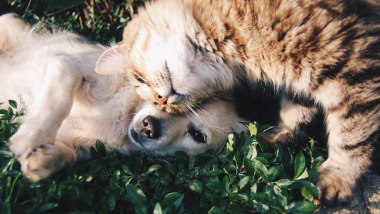 Cosa fare in caso di morte del proprio animale domestico Cosa fare in caso di morte del proprio animale domestico