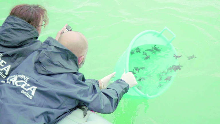 La Fondazione Cetacea di Riccione salva la vita a 32 tartarughine La Fondazione Cetacea di Riccione salva la vita a 32 tartarughine