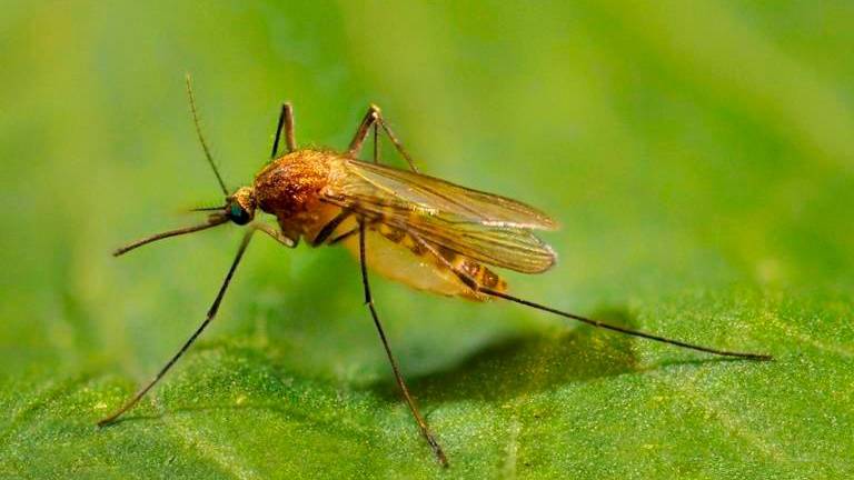 Forlì, rafforzata la campagna di prevenzione contro il virus West Nile Forlì, rafforzata la campagna di prevenzione contro il virus West Nile