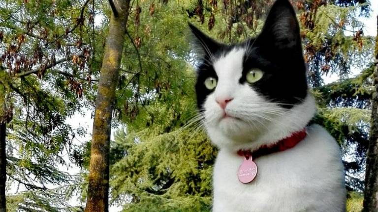 Faenza, gatto sbranato da due cani: denunciata 47enne forlivese Faenza, gatto sbranato da due cani: denunciata 47enne forlivese