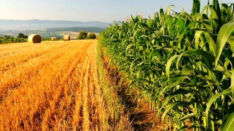 Agricoltura, si attende il bando regionale per i giovani Agricoltura, si attende il bando regionale per i giovani