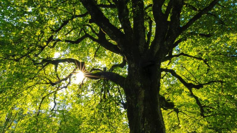 Rimini, accordo tra Hera e il Comune per 1.350 nuovi alberi Rimini, accordo tra Hera e il Comune per 1.350 nuovi alberi