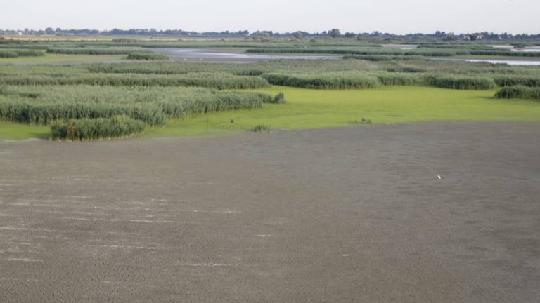 Ravenna, batterio del botulino fa strage di uccelli nella valle Ravenna, batterio del botulino fa strage di uccelli nella valle
