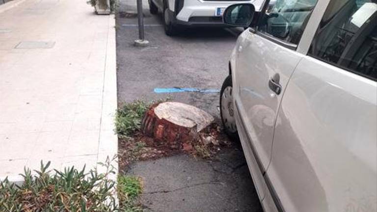 Una delle pericllose “zocche” rimaste dopo il taglio degli alberi Una delle pericllose “zocche” rimaste dopo il taglio degli alberi