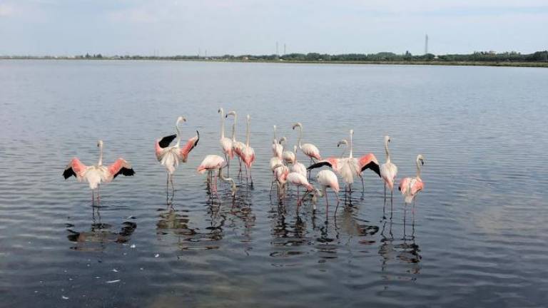 Cervia, liberati nel parco delle saline 20 fenicotteri rosa Cervia, liberati nel parco delle saline 20 fenicotteri rosa