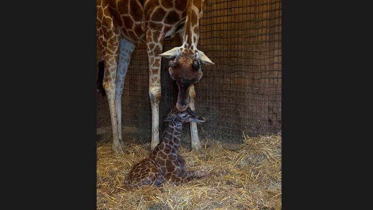 Il parto di mamma giraffa e la gioia per un nuovo cucciolo al Safari Ravenna VIDEO Il parto di mamma giraffa e la gioia per un nuovo cucciolo al Safari Ravenna VIDEO