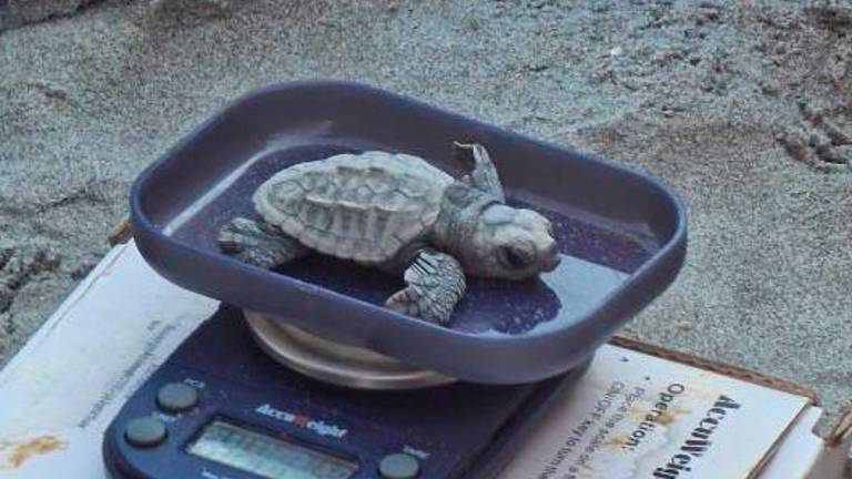 Punta Marina, al Bagno Susanna si sono aperte le uova di tartaruga marina VIDEO Punta Marina, al Bagno Susanna si sono aperte le uova di tartaruga marina VIDEO