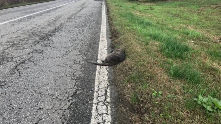 Cesena: sbatte contro una nutria, ciclista in Rianimazione Cesena: sbatte contro una nutria, ciclista in Rianimazione