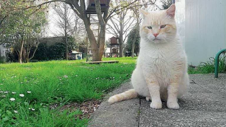 Ravenna, uccide un gattino colpendolo con un martello e un calcio Ravenna, uccide un gattino colpendolo con un martello e un calcio
