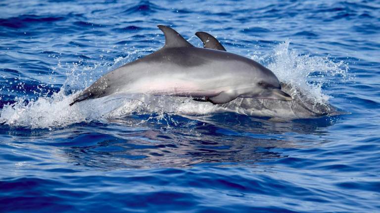 Da Rimini alle Canarie, la biologa nel paradiso dei cetacei. «Ogni anno con noi seimila persone» GALLERY