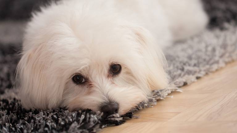 Vende cane malato che muore, falso allevatore a processo a Ravenna Vende cane malato che muore, falso allevatore a processo a Ravenna