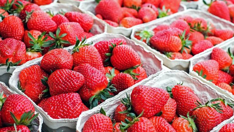 Riccione, boom di aziende bio al bando dei due mercati alimentari Riccione, boom di aziende bio al bando dei due mercati alimentari
