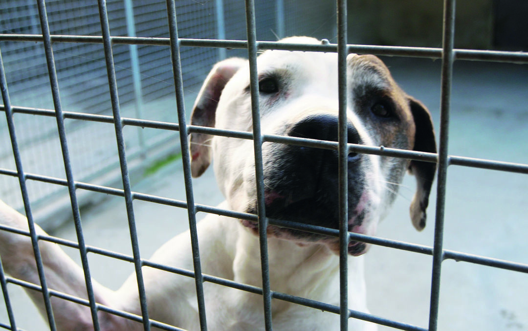 Ravenna, gli sequestrano il cane e muore il giorno dopo nel canile Ravenna, gli sequestrano il cane e muore il giorno dopo nel canile