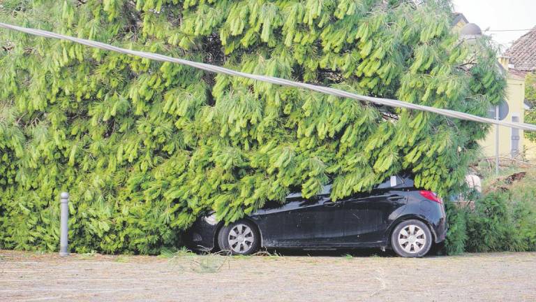 Un albero crollato su un’auto nei mesi scorsi a Savarna (foto Fiorentini) Un albero crollato su un’auto nei mesi scorsi a Savarna (foto Fiorentini)