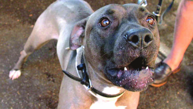 Orecchie mozzate a pit bull a Ravenna, scatta la prescrizione Orecchie mozzate a pit bull a Ravenna, scatta la prescrizione