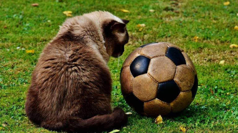 Calcio e Volley, partite gratis su Eleven Sports per tutto novembre Calcio e Volley, partite gratis su Eleven Sports per tutto novembre