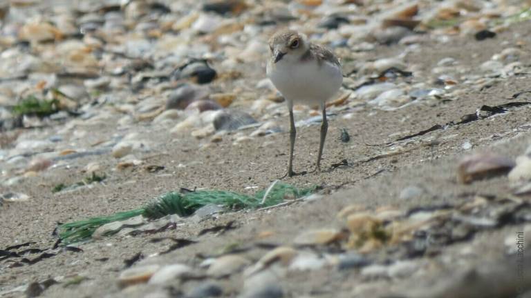 Ravenna, sabato 7 agosto pulizia della spiaggia a Lido di Dante a difesa del fratino Ravenna, sabato 7 agosto pulizia della spiaggia a Lido di Dante a difesa del fratino