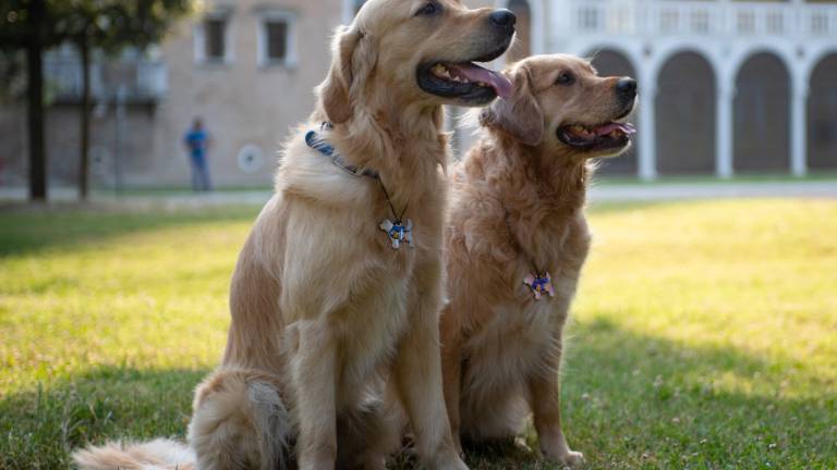 Alla Maratona di Ravenna una speciale medaglia per chi corre coi cani Alla Maratona di Ravenna una speciale medaglia per chi corre coi cani
