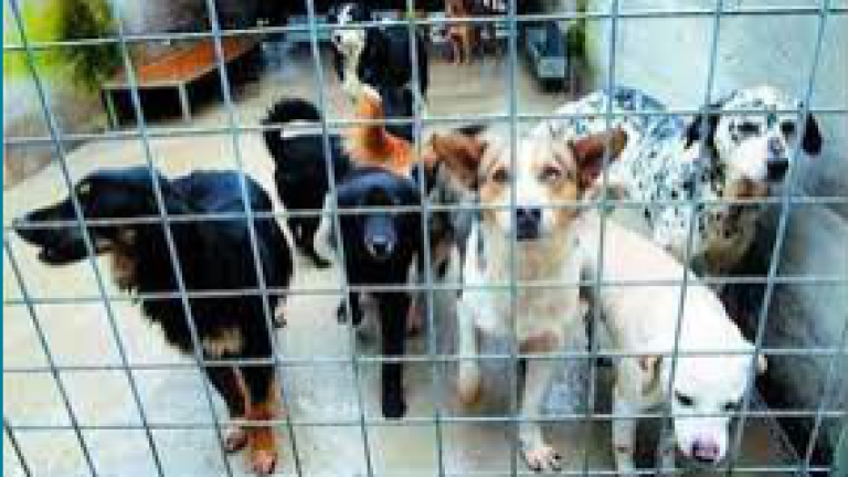 Lugo, ampliamento di canile e infermeria felina Lugo, ampliamento di canile e infermeria felina
