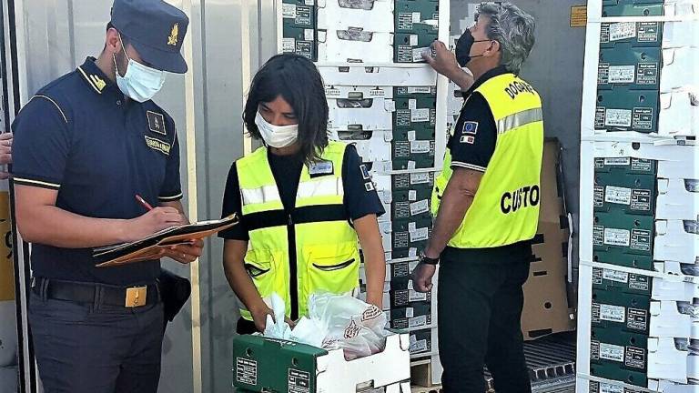 Ravenna, la Finanza sequestra 17 tonnellate di uva proveniente dall'Egitto Ravenna, la Finanza sequestra 17 tonnellate di uva proveniente dall'Egitto