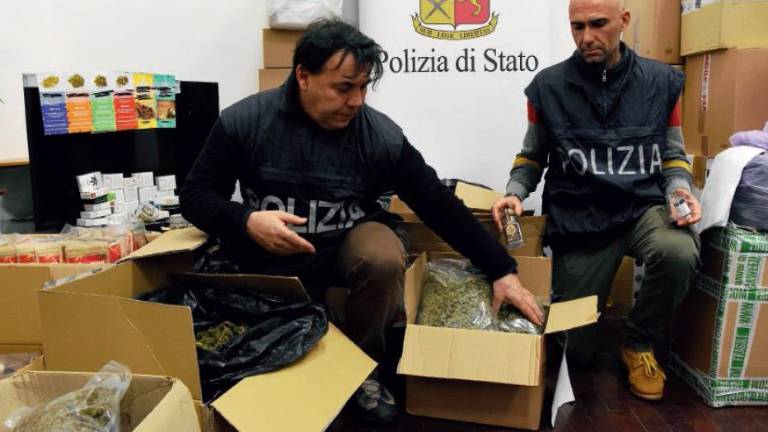 Cesena, maxi sequestro di cannabis light: chiesta l'archiviazione Cesena, maxi sequestro di cannabis light: chiesta l'archiviazione