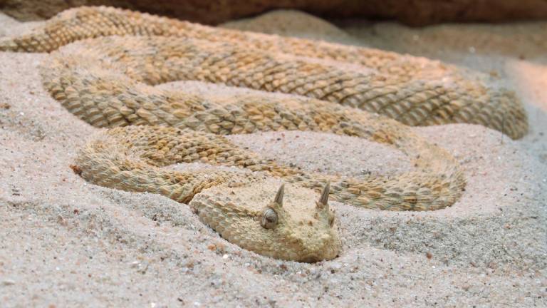 Un esemplare di vipera della sabbia: il suo morso velenoso è potenzialmente letale Un esemplare di vipera della sabbia: il suo morso velenoso è potenzialmente letale