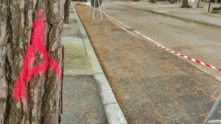 Il destino dei pini si deciderà il 15 maggio (Foto Fiorentini) Il destino dei pini si deciderà il 15 maggio (Foto Fiorentini)