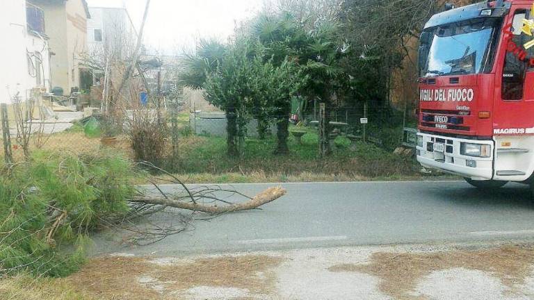 Raffiche fino a 70 Km all’ora alberi e pali caduti sulle strade di Imola Raffiche fino a 70 Km all’ora alberi e pali caduti sulle strade di Imola