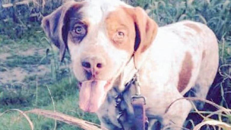 Jeki, il cane deve separarsi dall’amata padrona Jeki, il cane deve separarsi dall’amata padrona