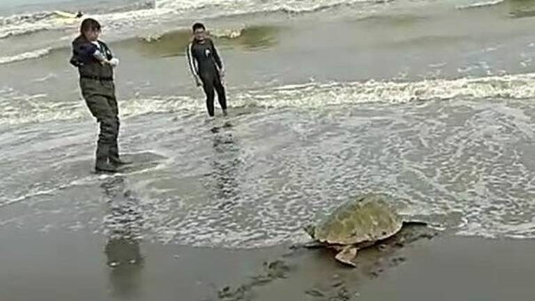 La tartaruga Furien salvata e liberata a Cesenatico - VIDEO La tartaruga Furien salvata e liberata a Cesenatico - VIDEO