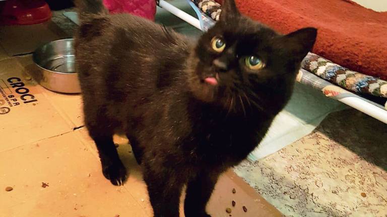 La gatta Abelarda abbandonata in un parcheggio, ora cerca una nuova casa La gatta Abelarda abbandonata in un parcheggio, ora cerca una nuova casa