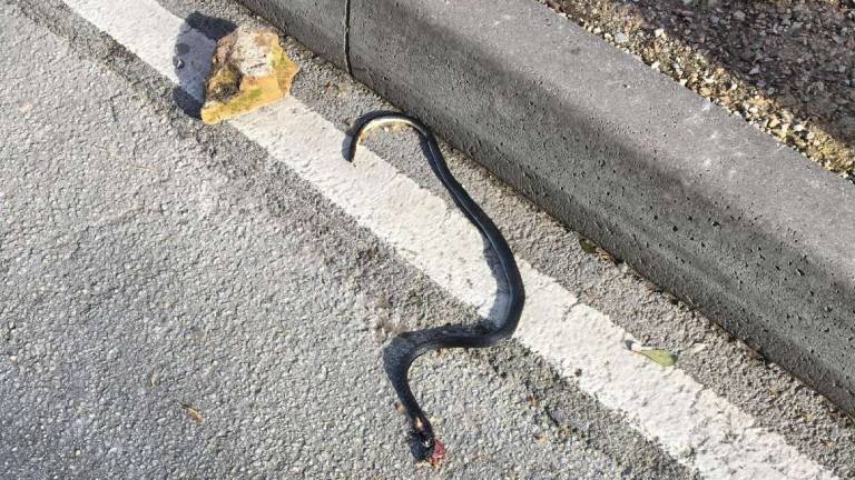 Bisce in strada in centro a Rimini: allarme dei residenti Bisce in strada in centro a Rimini: allarme dei residenti