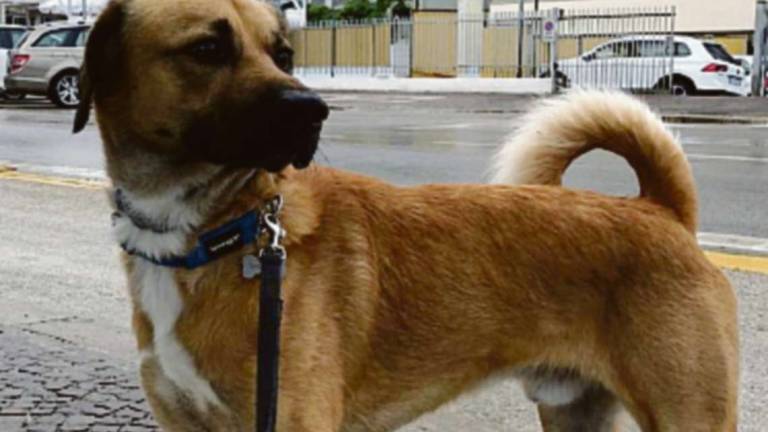 Cucciolone arrivato dalla Sicilia, Thunder cerca una famiglia Cucciolone arrivato dalla Sicilia, Thunder cerca una famiglia