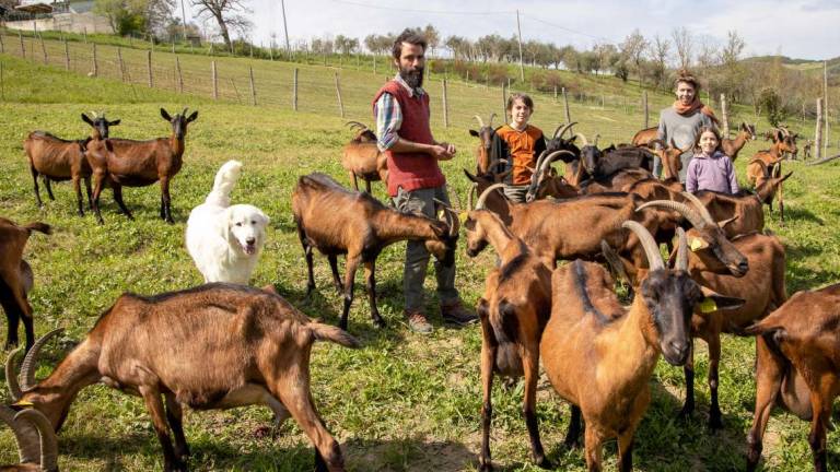 Nel nome di Olivia, formaggi dal latte di capre libere a Onferno Nel nome di Olivia, formaggi dal latte di capre libere a Onferno