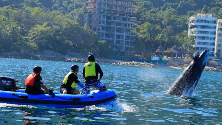 Riccionese salva una balena di 16 metri e il suo cucciolo di due mesi Riccionese salva una balena di 16 metri e il suo cucciolo di due mesi