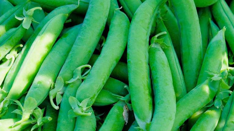 Piselli, le ricette di Giorgio Clementi per usare anche le bucce Piselli, le ricette di Giorgio Clementi per usare anche le bucce